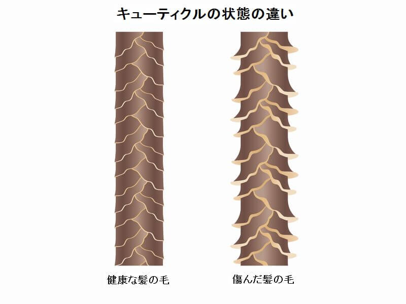 キューティクルの状態の違い