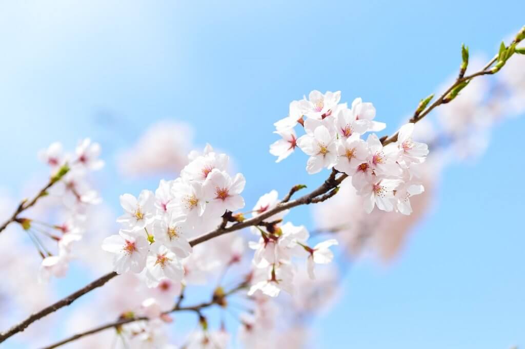 春の桜
