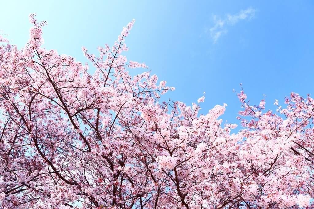 桜